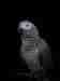 African Grey