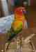 Conure