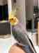 Cockatiel