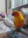 Conure
