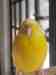Budgerigar