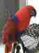 Eclectus