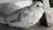 Cockatiel