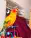 Conure
