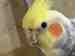 Cockatiel