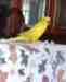 Indian Ringneck Parakeet