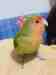Lovebird