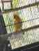 Indian Ringneck Parakeet