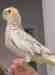 Cockatiel