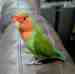 Lovebird