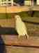 Indian Ringneck Parakeet