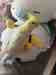 Cockatiel