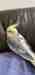 Cockatiel