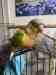 Conure