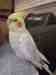 Cockatiel
