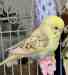Budgerigar