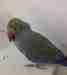 Indian Ringneck Parakeet