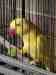 Indian Ringneck Parakeet