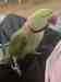 Alexandrine