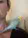 Budgerigar