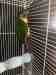 Conure