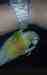 Conure