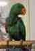 Eclectus