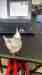 Cockatiel