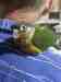 Conure