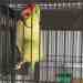 Indian Ringneck Parakeet
