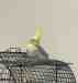 Cockatiel