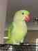 Alexandrine