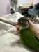 Conure