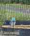 Indian Ringneck Parakeet