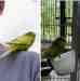 Budgerigar
