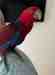 Eclectus