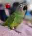 Conure
