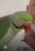 Alexandrine