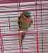 Mustached / Moustached Parakeet