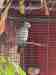 African Grey