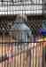 Indian Ringneck Parakeet