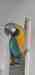 Macaw