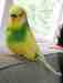 Budgerigar
