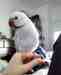 Indian Ringneck Parakeet