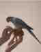Indian Ringneck Parakeet