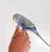 Budgerigar