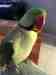 Alexandrine