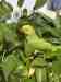 Indian Ringneck Parakeet