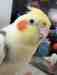Cockatiel