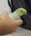 Indian Ringneck Parakeet